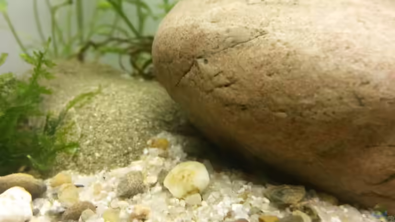 Kies und Kiesel von J. (7)