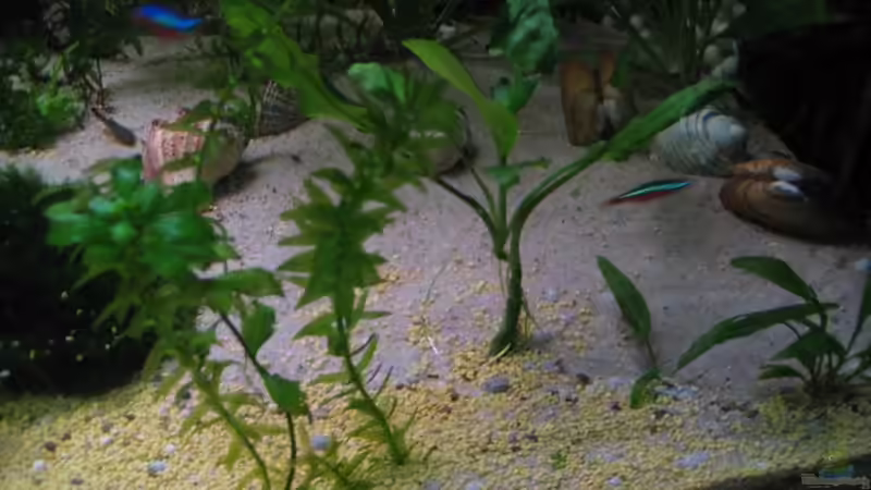 Kies und Sand von Gaspode (13)