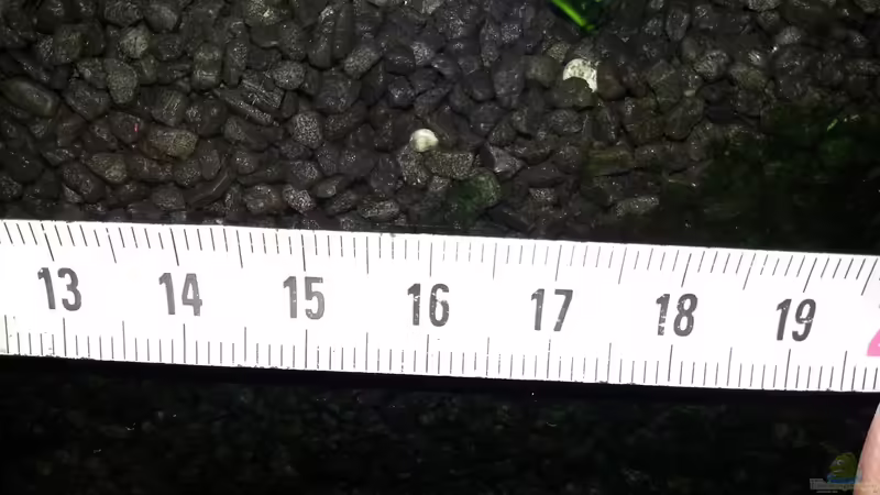 Kies von semimarinus (22)