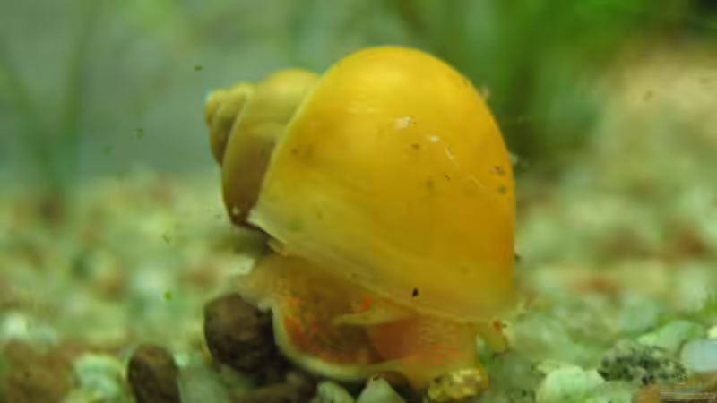 Kiesel schlotza isch klasse! von xmarkusx (13)