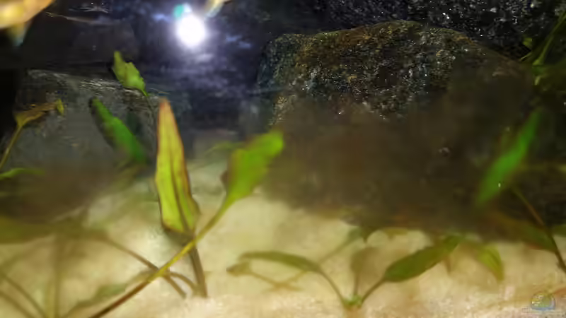 Kieselalge sehr stark auf dem Vormarsch 19.11.2014 von Gunnar2060 (37)