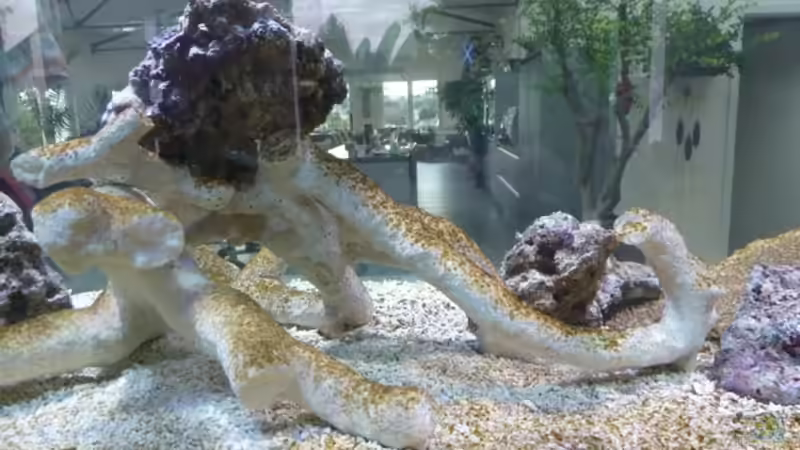 Kieselalgen auf dem Boden von OldFriend (13)