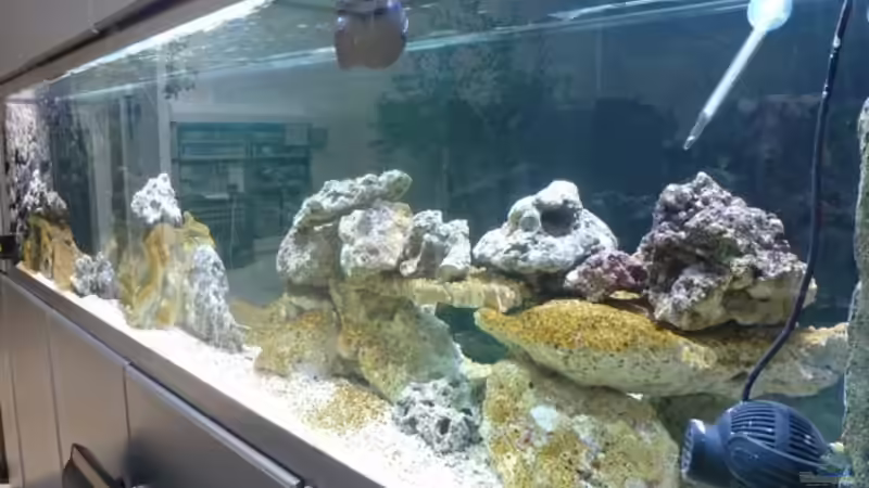 Kieselalgen auf dem totem Riffgestein von OldFriend (14)