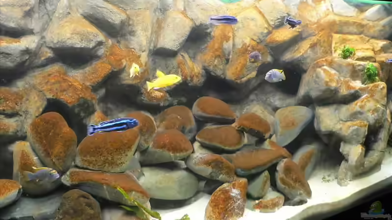 Kieselalgen im Aquarium: Ursachen erkennen, braune Beläge entfernen und dauerhaft vorbeugen