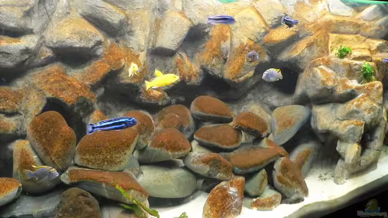 Kieselalgen von Thobi (5)