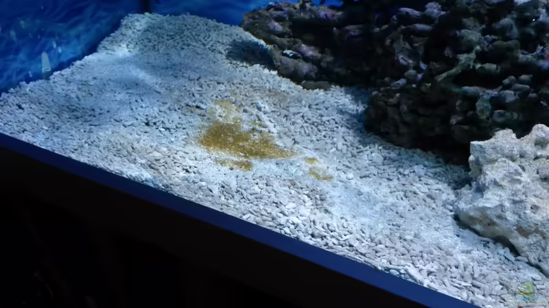 Kieselalgenphase  von Wiege (21)