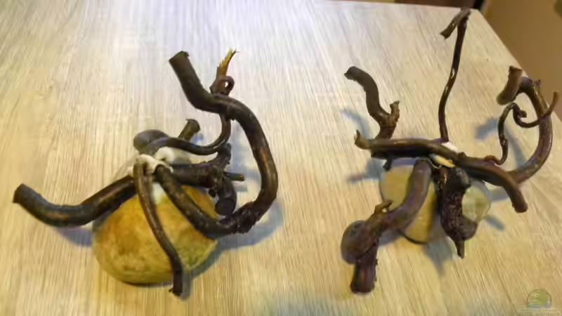 Kieselstein mit Haselnussäste für die Bepflanzung mit Moos (mit Aquariumsilikon von did244 (19)