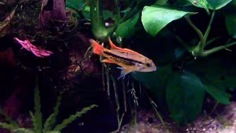 Kieselstein mit Javamoos 30.10.07 von Thomas Schmidt (23)