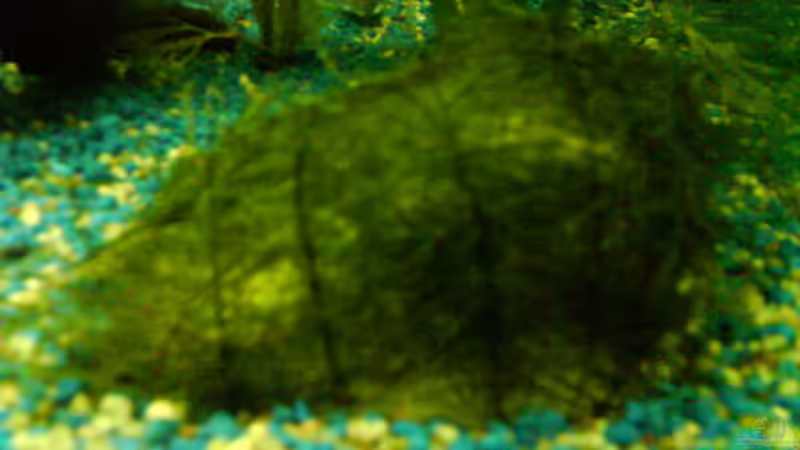 Kieselstein mit Javamoos von Janik Ruser (8)