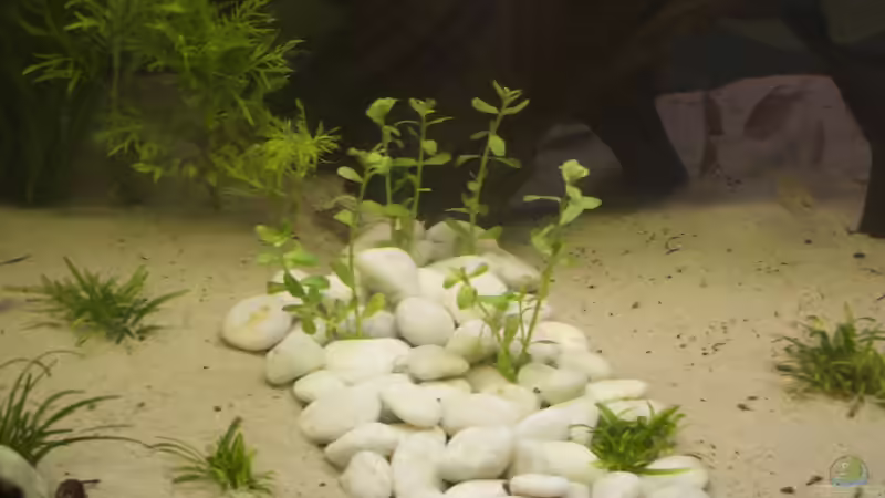 Kieselsteinbeet von Nadinsche (12)