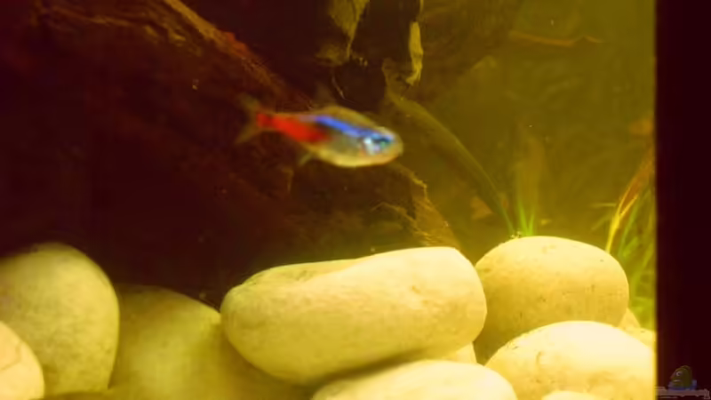 Kieselsteine (auf Härte getestet) von nemo0109 (15)