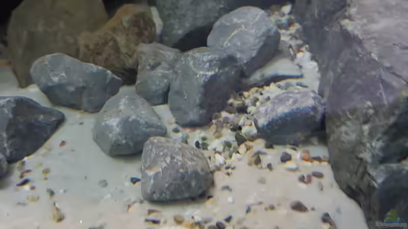 Kieselsteine kleine und große für die Optik zum abrunden des Gesamtbild  von Thomas0902 (25)