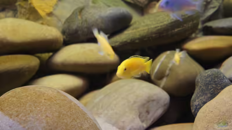 Kieselsteine von Richy (20)