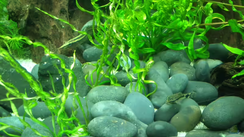 Kieselsteine (Vorher abgekocht) von Fuujida (14)