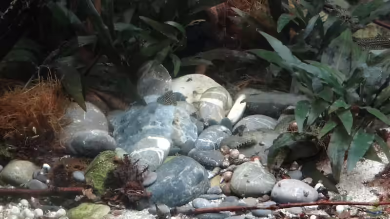 Kieshaufen von paris (3)