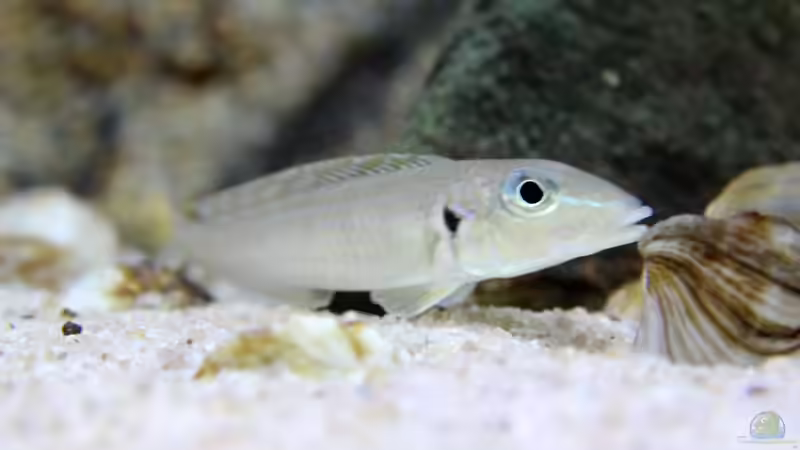 Kilesa Weibchen von Matze38 (15)