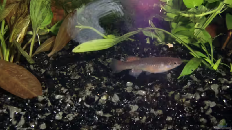 Kili -Weibchen von kili (6)