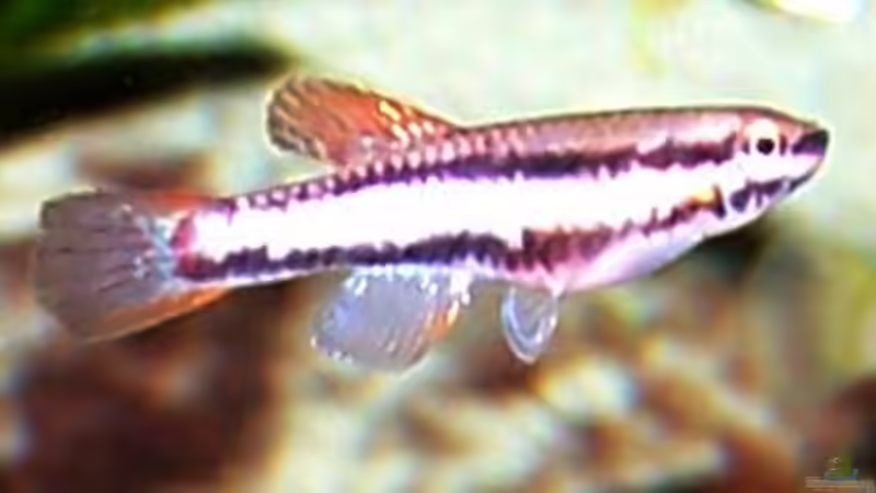 Killi 0/1 von Michael Hellberg (5)