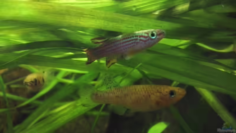 Killi-Parade von Patrick Scheffer (16)