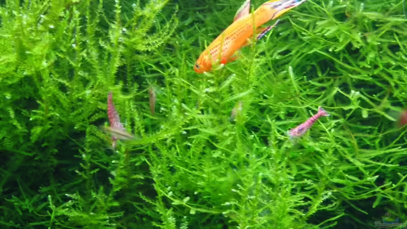 Aquarien mit Red Fire Garnelen (Neocaridina heteropoda)
