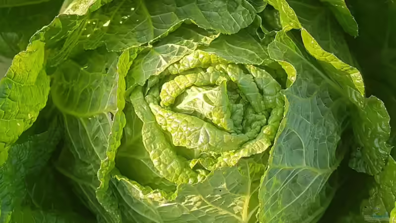 Kimchi selbst machen - der große, ausführliche Guide