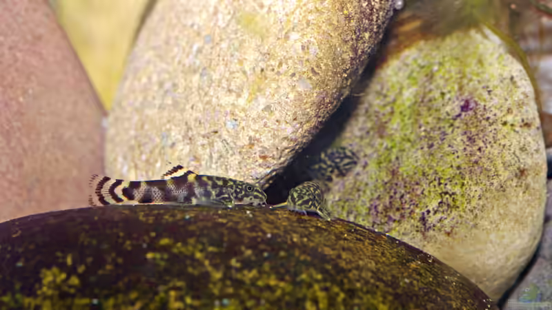 Kindergarten von Nico NK (25)