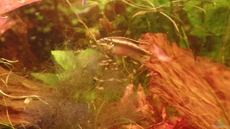 Kindergarten von raubsau (20)