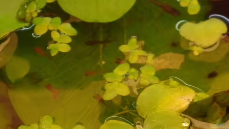 Kindergarten von raubsau (52)