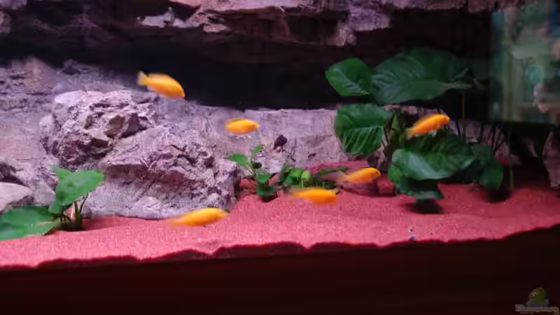 Kindergarten Yellows von Frank Hopp (60)