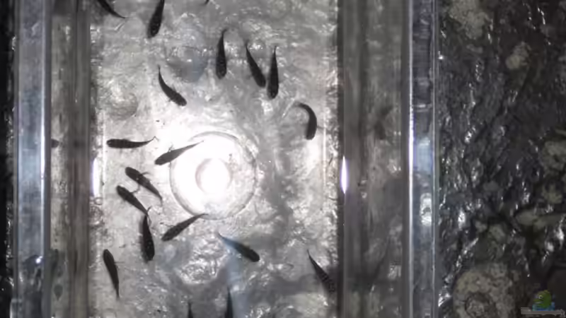 Kinderstation von Maclya (12)