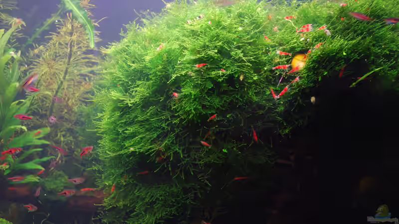 Kinderstube mit unzähligen Generationen von Chili (40)