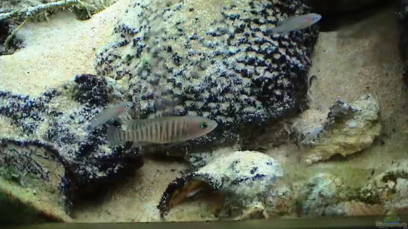 Kinderstube von andi (13)