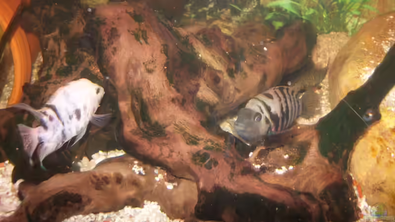 Kinderzimmertratsch um den Nachwuchs von fischmutti (17)