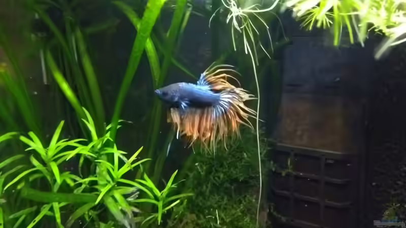 King 09.01.19 von Stephy (17)