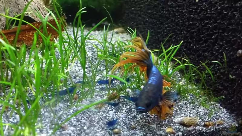 King 23.01.19 mit den Blue Dream Garnelen von Stephy (18)