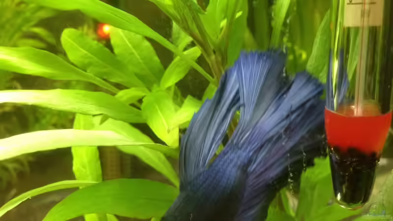 King Baba ;D von Johnny Martini (5)