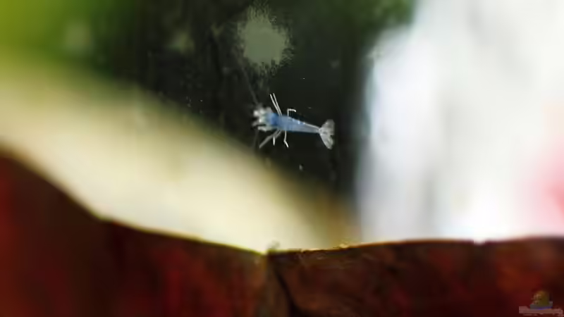 King Kong Nachwuchs Mini an der Scheibe von Micha (59)