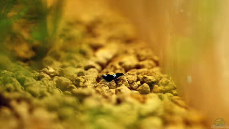 King Kong Nachwuchs Mini von Micha (49)