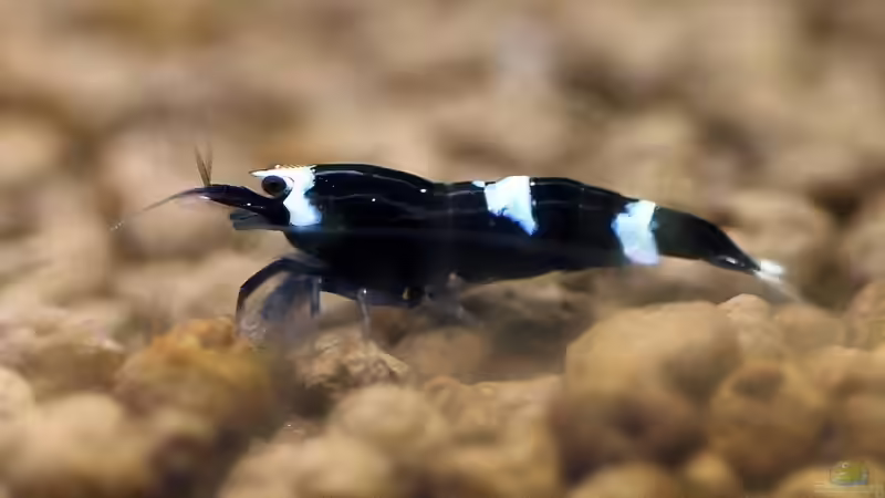 King Kong Nachwuchs von Micha (28)