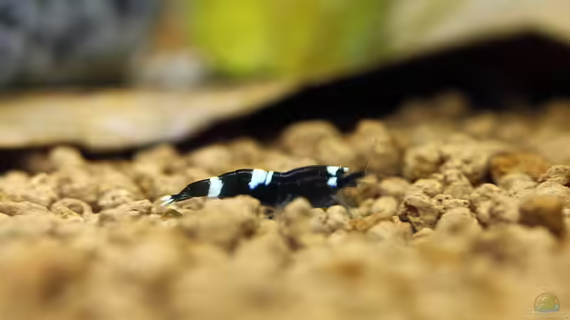 King Kong Nachwuchs von Micha (32)