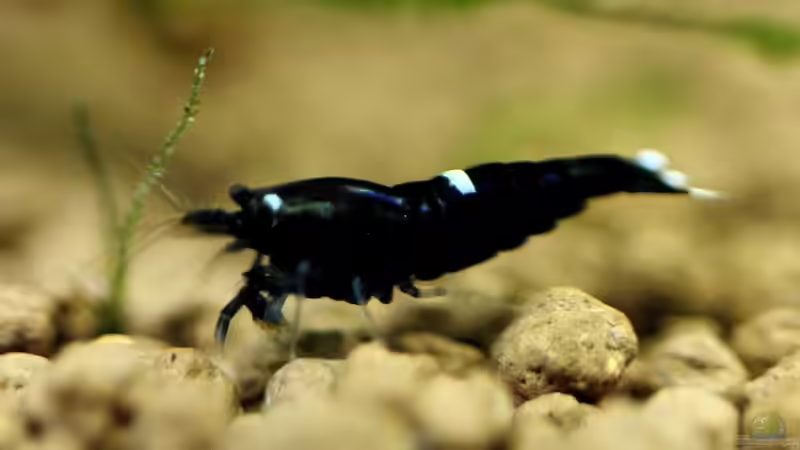 King Kong Nachwuchs von Micha (34)