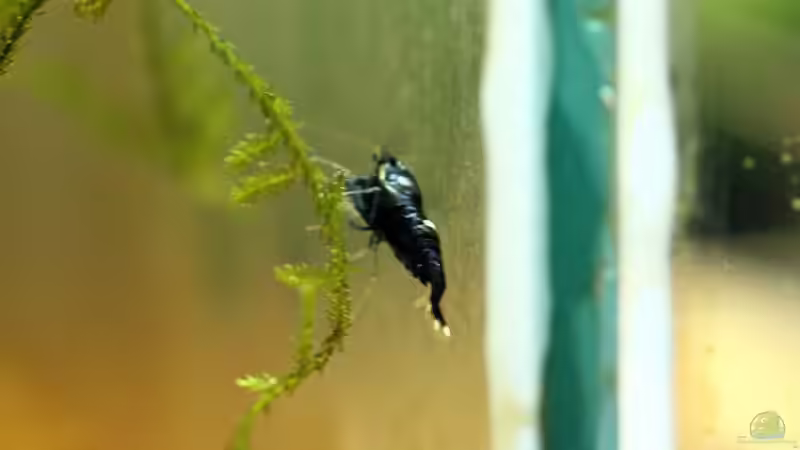 King Kong Nachwuchs von Micha (35)