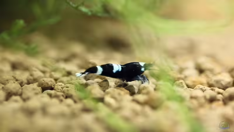 King Kong Nachwuchs von Micha (36)