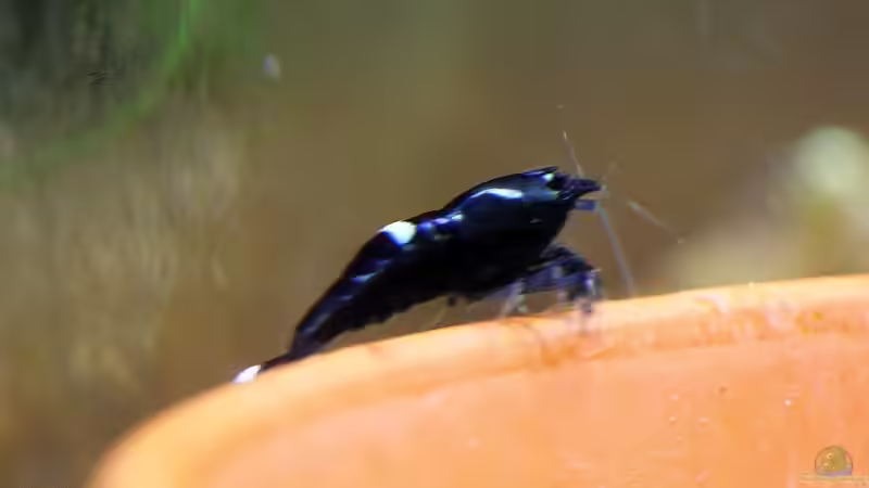 King Kong Nachwuchs von Micha (37)