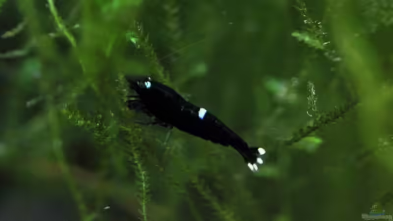 King Kong Nachwuchs von Micha (52)