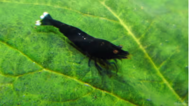 King Kong von ob64 (8)