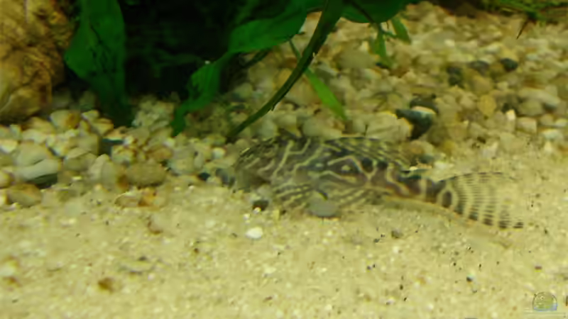 King Tiger Pleco von KaSa (28)
