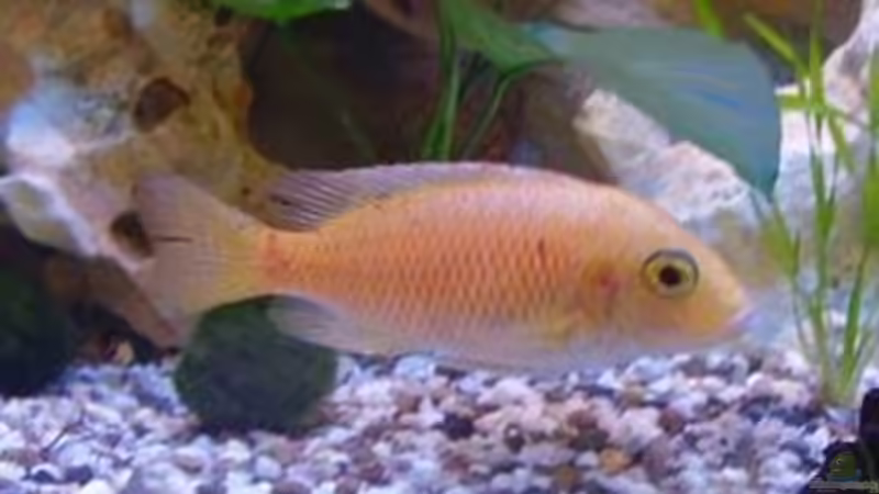 Kings Weib .. Aulonocara Fire Fisch von Peters Laden (32)