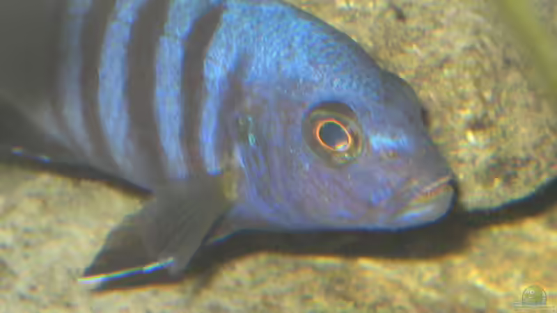 kingsizei 1 (interessante Zähne) von malawigome (5)