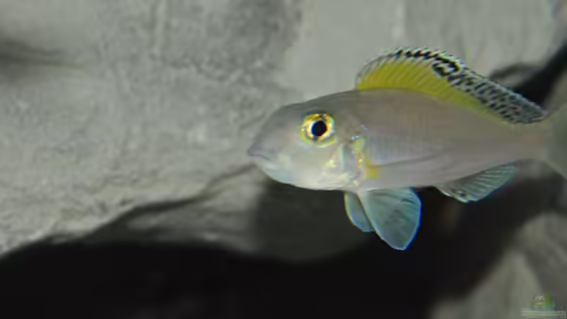 kipilliweib voll nach 2 tagen von Lars Schnabel (25)